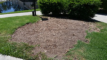 Stump_After AFTER