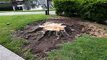 Stump_before BEFORE