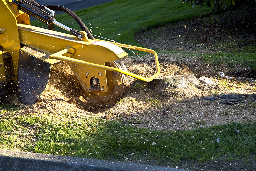 Tree Stump Grinding Grinding Tree Stump with Grinder.