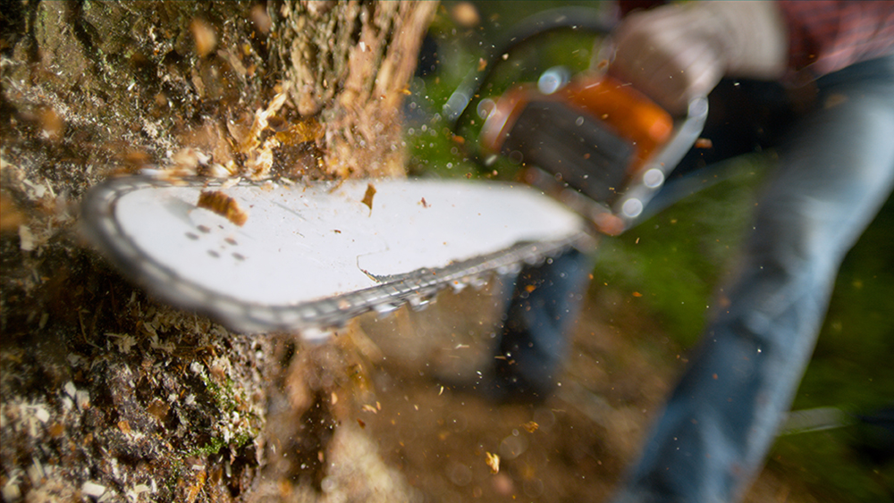 Kerry's Tree Service - Tree Removal