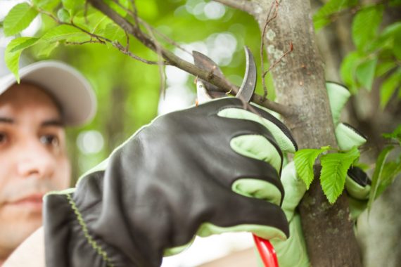 best time to prune trees