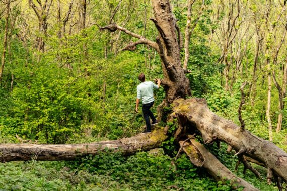 large-tree-removal